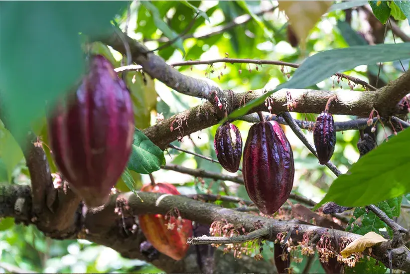 Cultivo de cacao