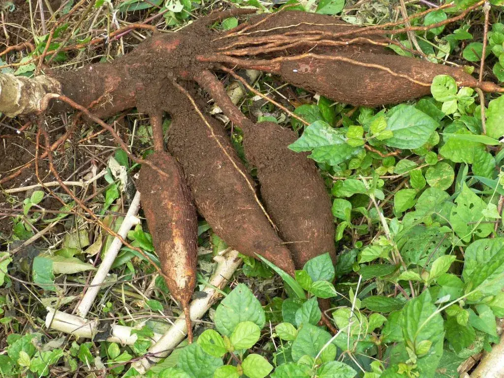 fotografia de la raíz de yuca en el suelo, Yuca, bolsas de yuca, emprendimiento colombiano, pitillos Oxobiodegradable 
