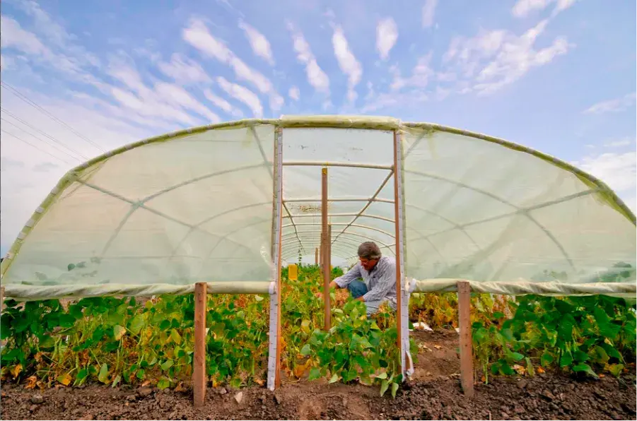 Agricultor inspeccionando plantas dentro de un invernadero rudimentario con techo de plástico.