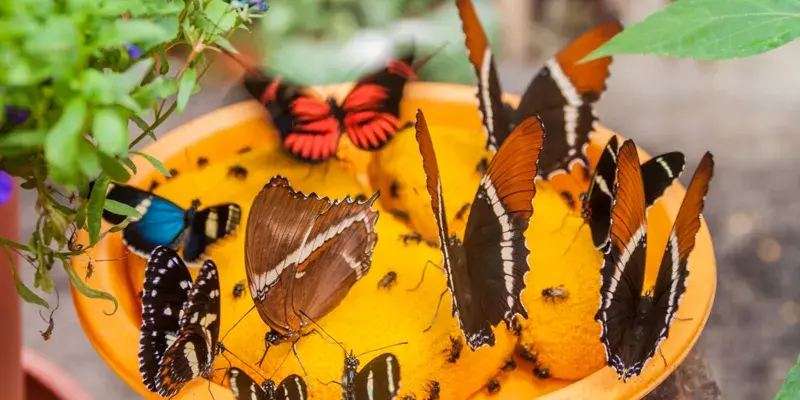 Varias mariposas de colores alimentándose en una bandeja.