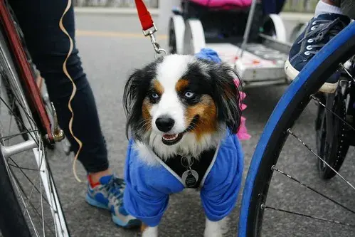 Dog Ciclovia