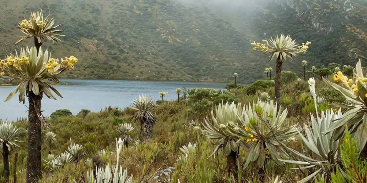 Ecosistema colombiano