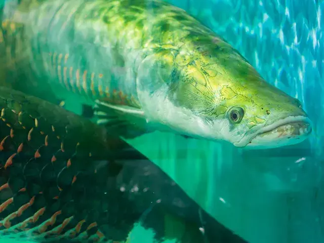 Primer plano de un piracuru en agua turquesa.