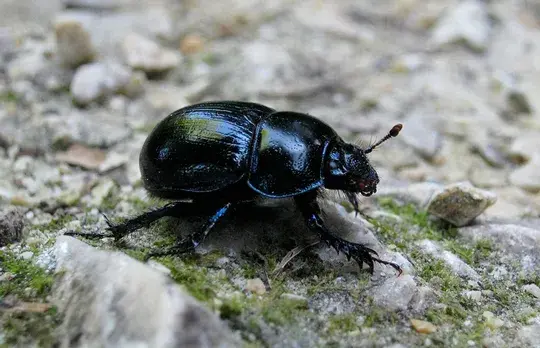 Beetle