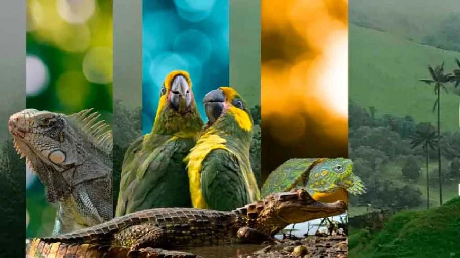 Fauna de Colombia