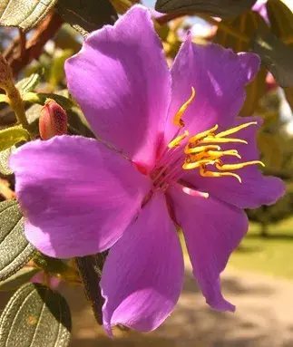 flor morada de sietecueros con fondo natural y hojas verdes