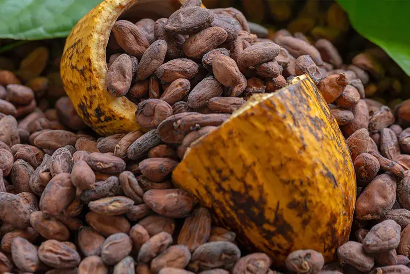 Granos de cacao