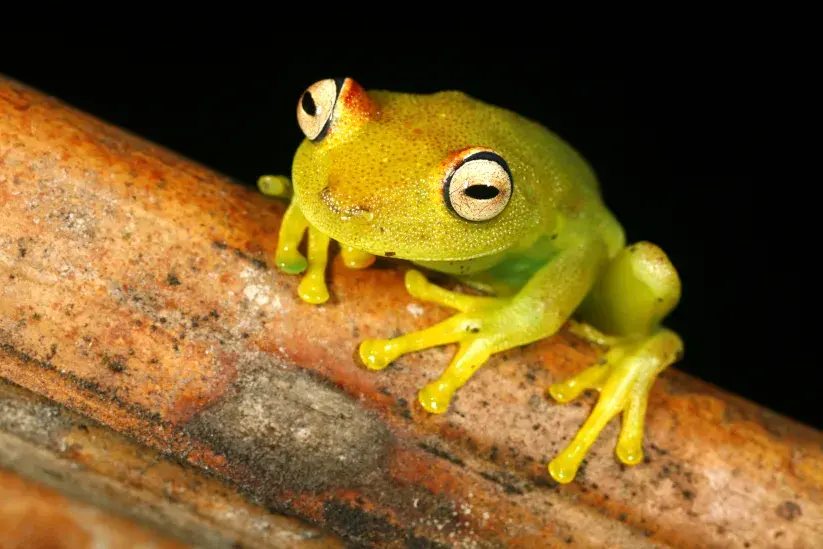 Hypsiboas granosus.