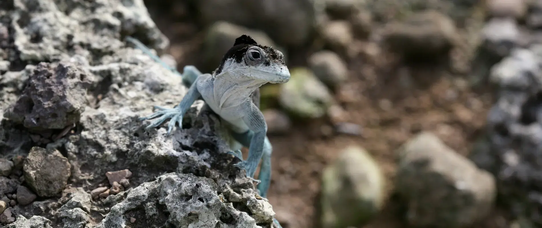 Blue lizard on rocks in Malpelo Island