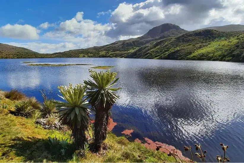Laguna de páramo rodeada de colinas verdes y frailejones en primer plano