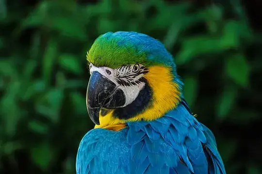 Colombian bird parrot