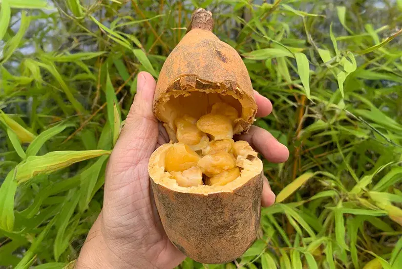 Hand holding an almirajo open to show its pulp