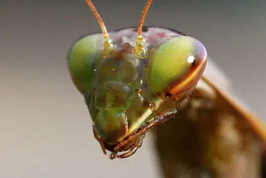 Praying Mantis
