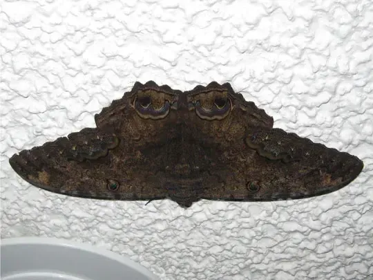 Brown butterfly perched on white wall