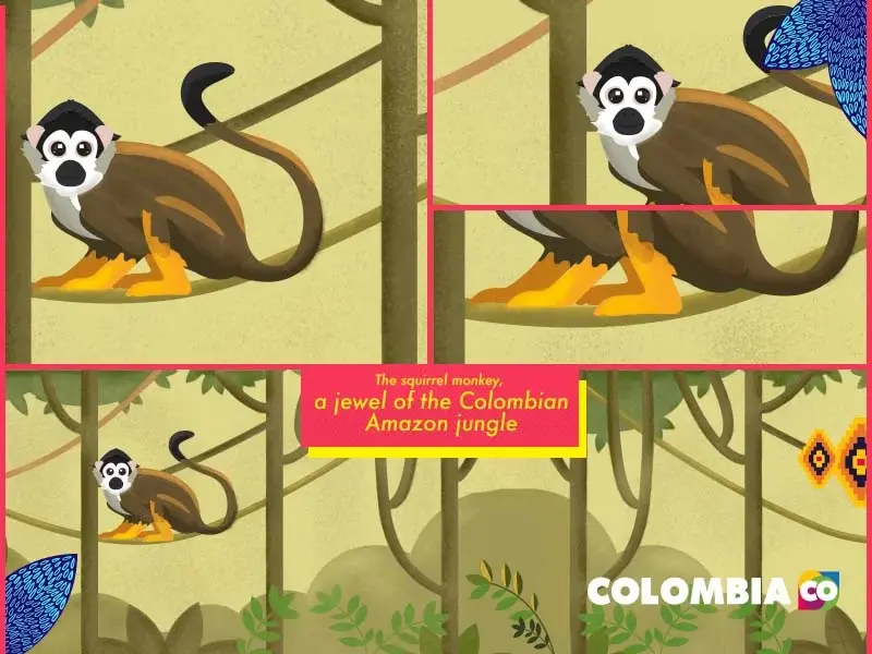 Illustration of a squirrel monkey in the Amazon rainforest of Colombia.