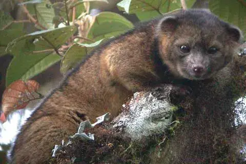 Olinguito