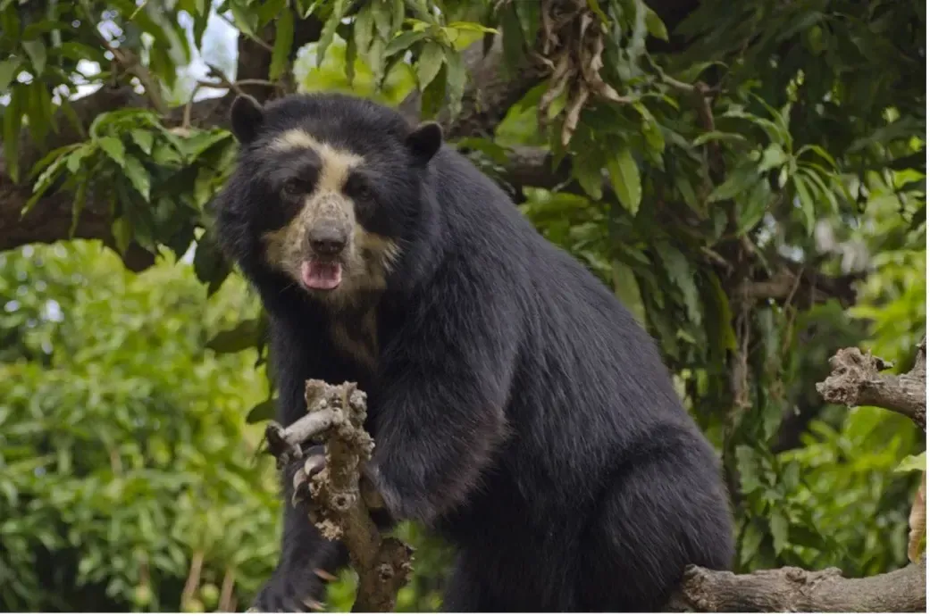 Oso andino entre ramas de árboles