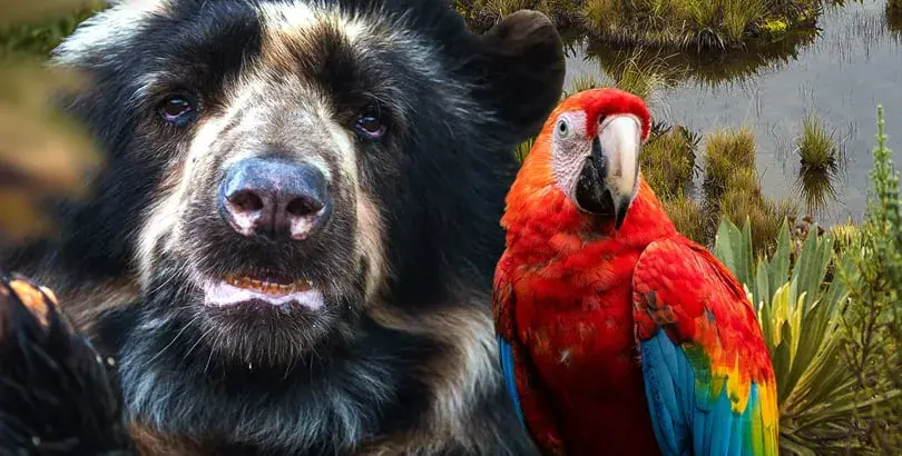 Oso de anteojos y guacamaya roja en paisaje de paramo colombiano