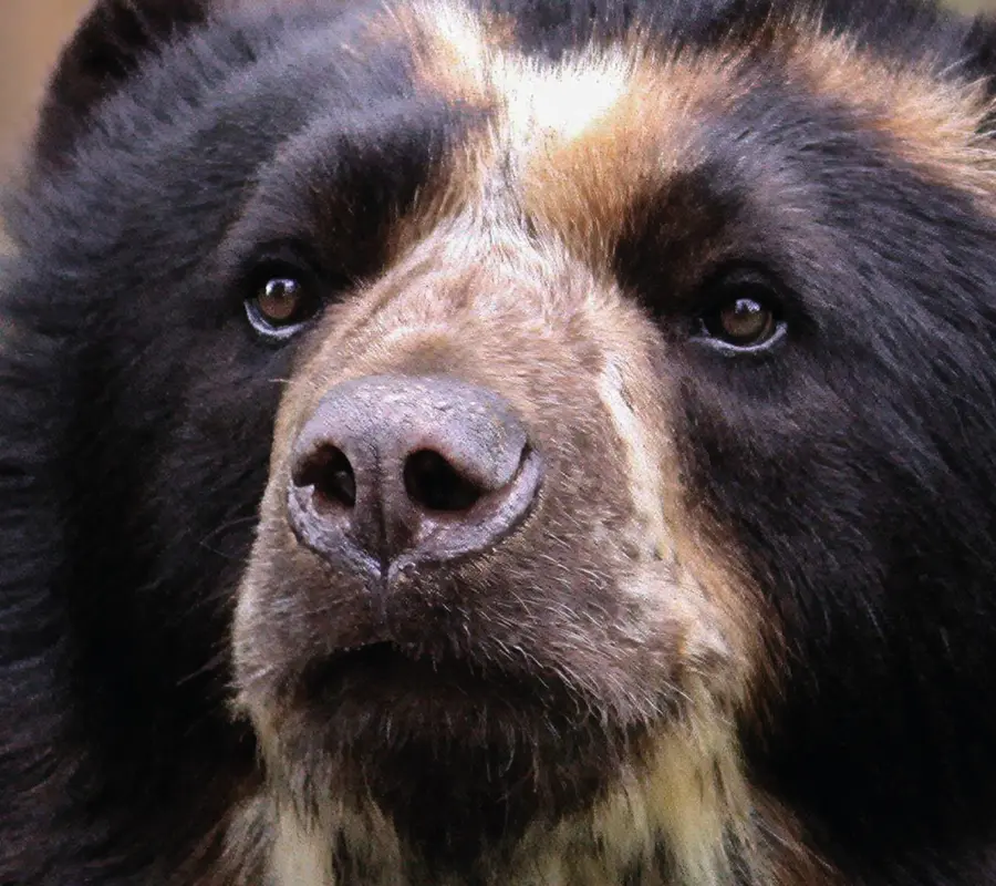 Oso de Anteojos