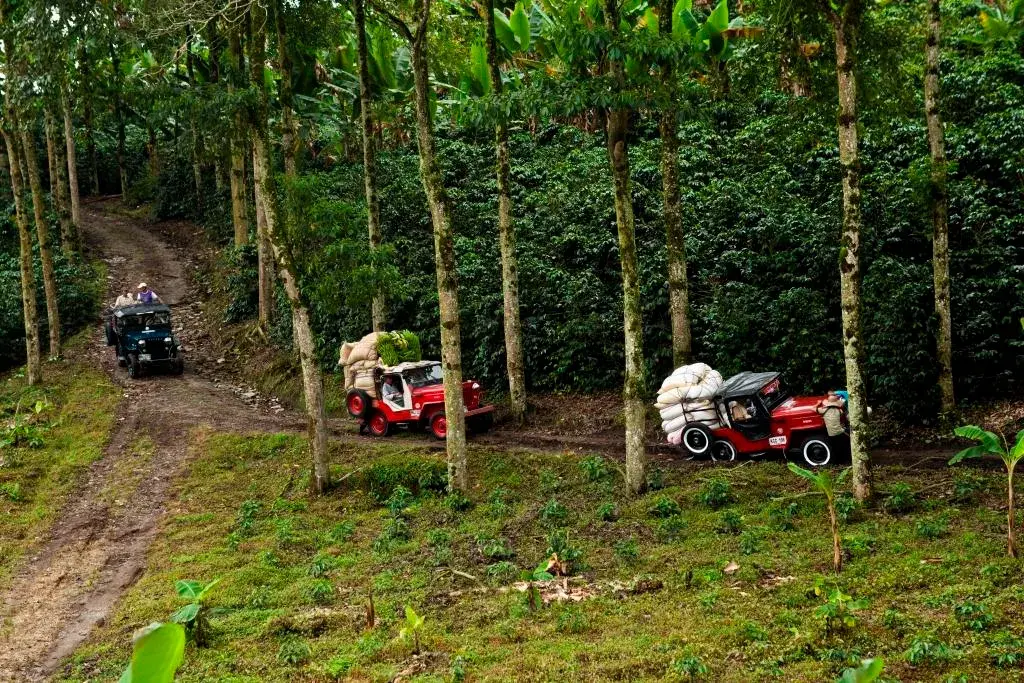 Dos jeeps con sacos circulan por un camino en cafetales del Quindío.
