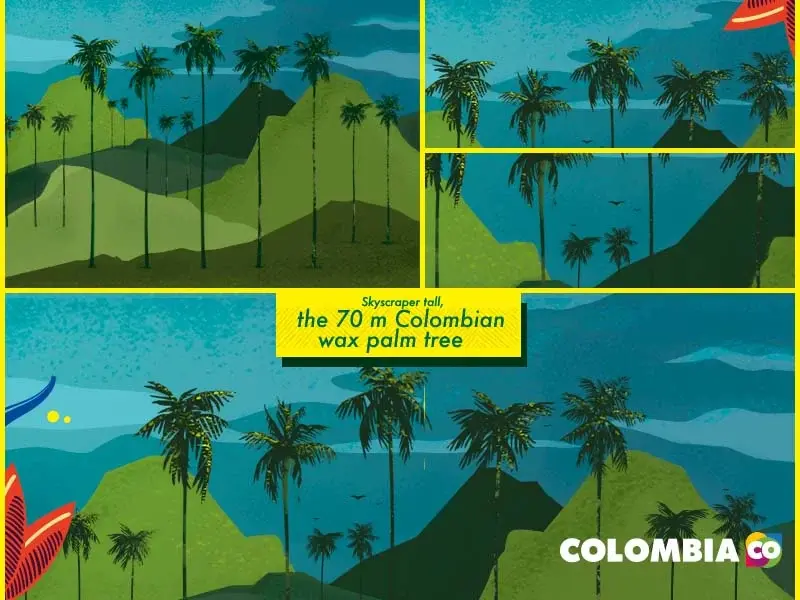 Illustration of Colombian wax palms in a mountainous landscape.