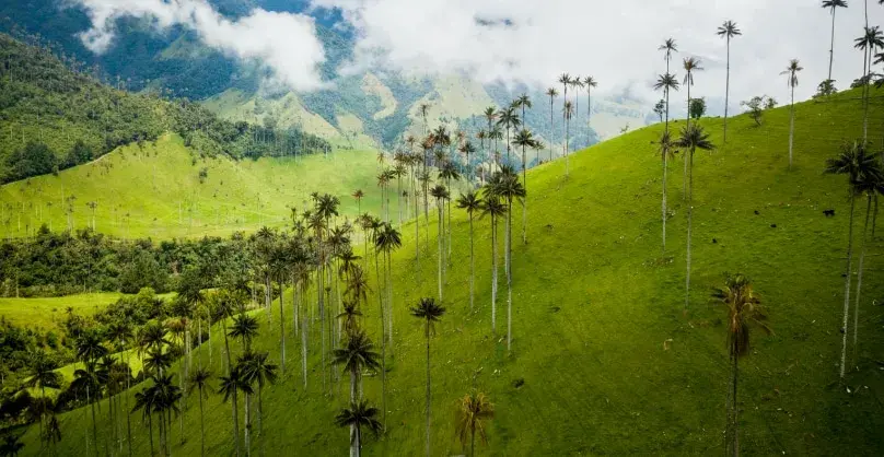 Palmeras de cera del Quindío en un valle montañoso verde.