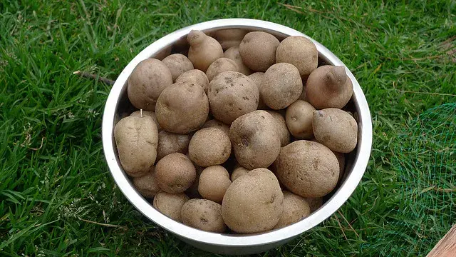 Bucket of fresh potatoes in rural Colombia.