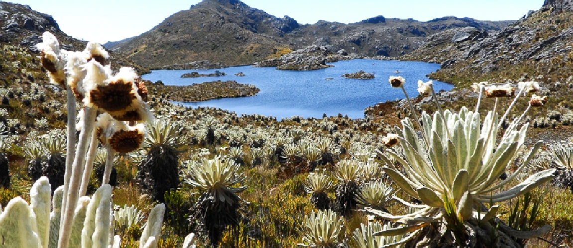 Páramo de Santurbán