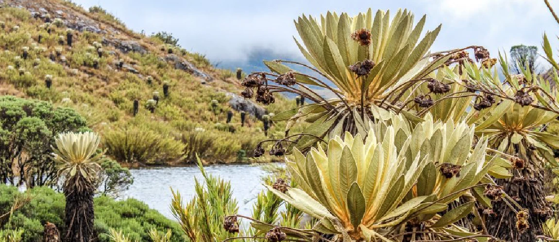 Parque Nacional Natural Pisba