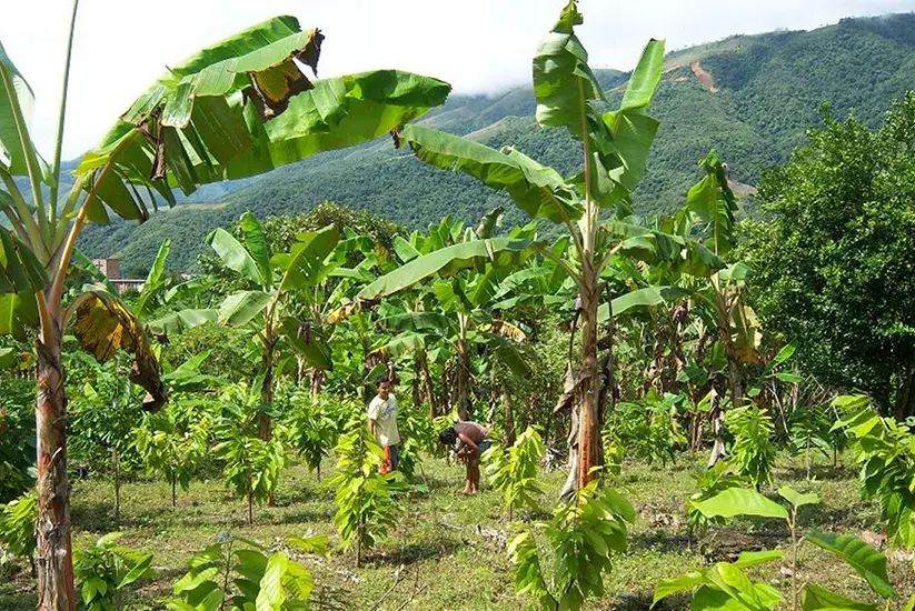 Plantación de cacao y plátano con agricultores.