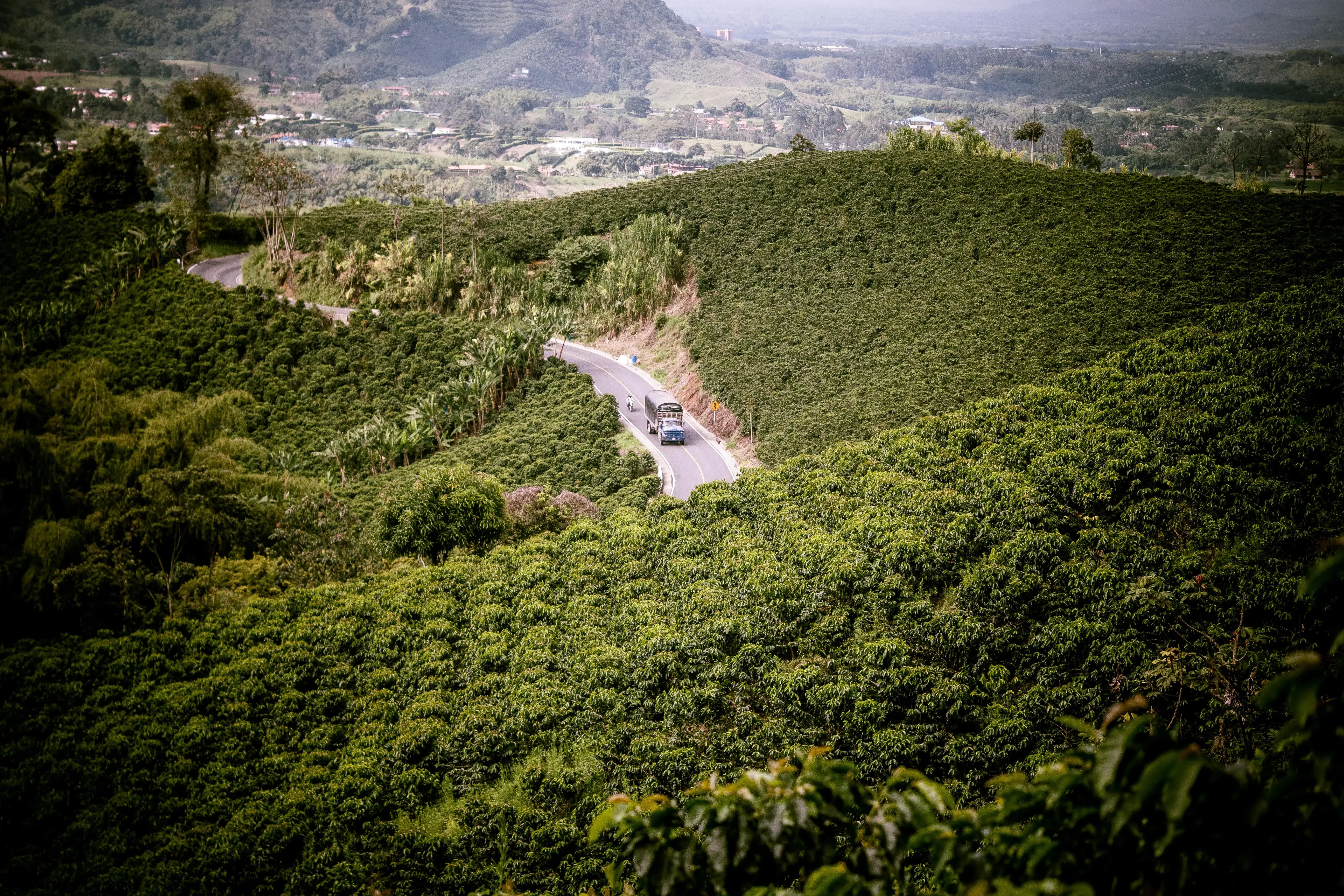 Vista panorámica de densas plantaciones de café con una carretera sinuosa y un pequeño vehículo.
