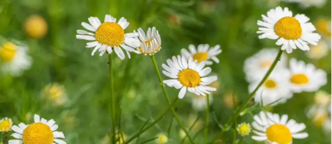Plantas aromáticas colombianas