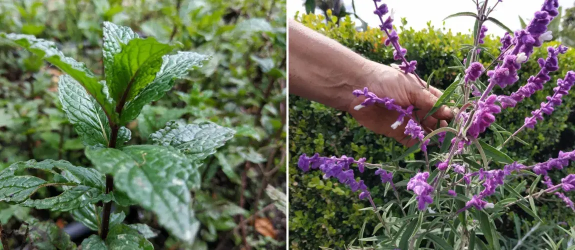 Plantas tradicionales en Colombia