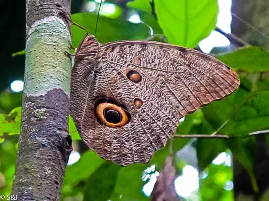 Giant Butterfly Moth