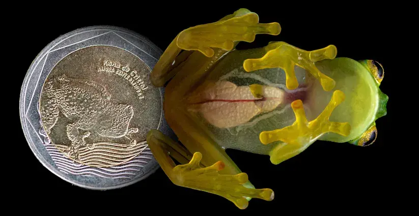 Rana de cristal sobre moneda colombiana con fondo negro