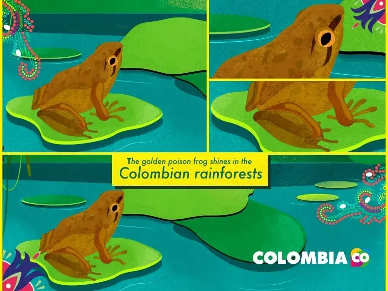 Illustration of golden poison dart frog on leaves in Colombian jungle.