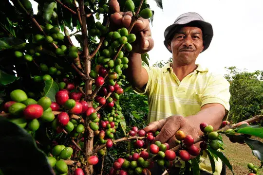 Café colombiano