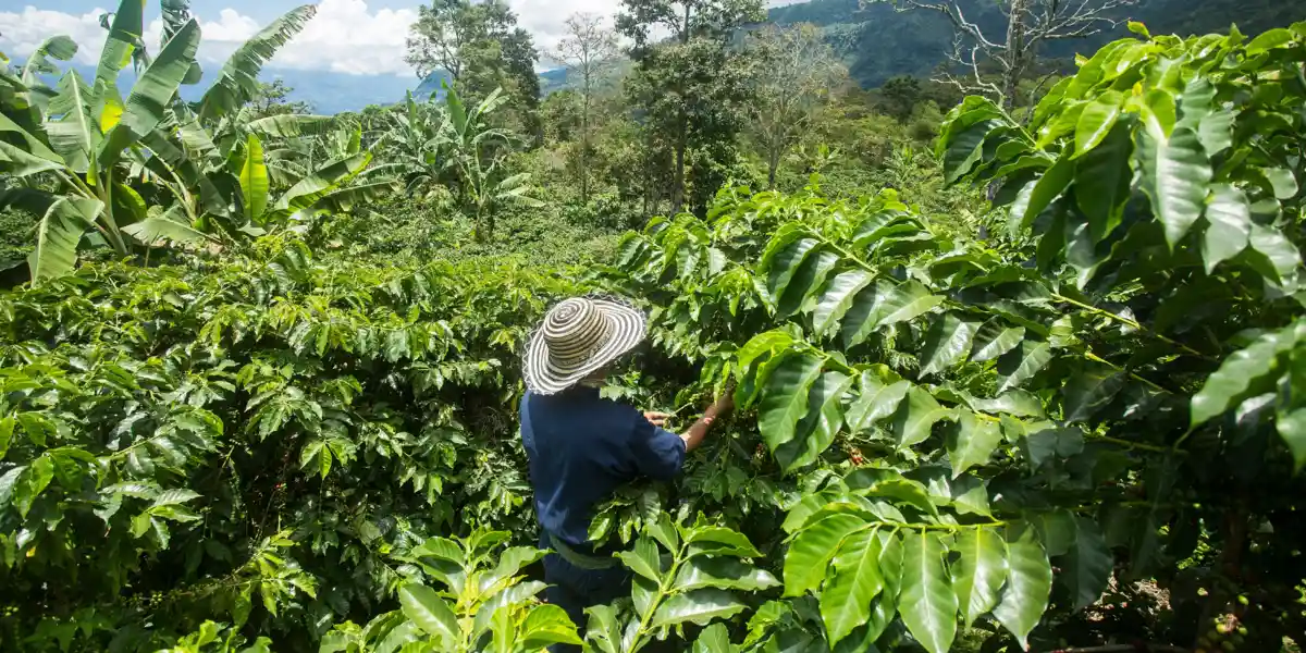 Coffee harvesting