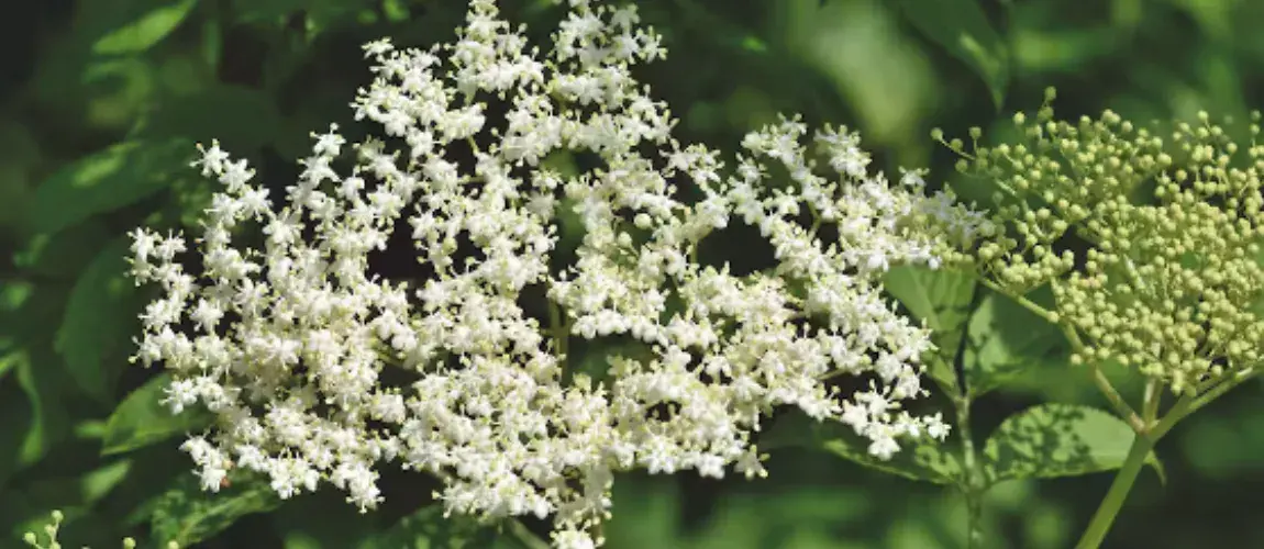 Remedios caseros colombianos
