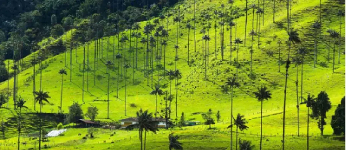 Salento, Valle del Cocora