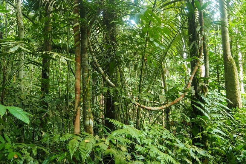 Selva Amazónica de Colombia entre verdes y extensos arboles