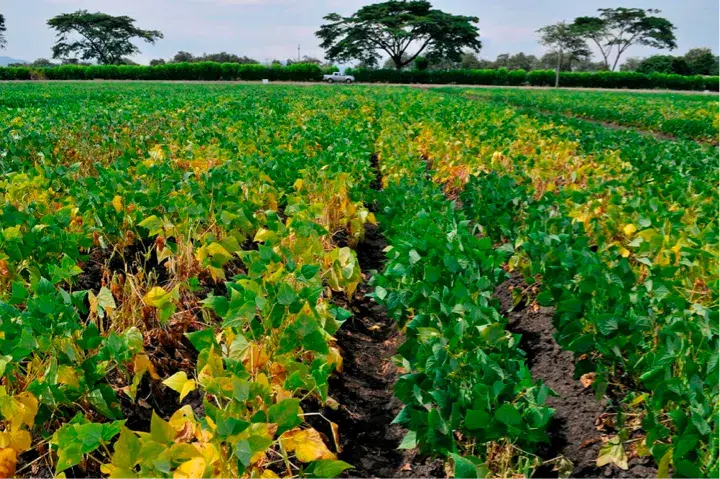Extenso campo de cultivo con hileras de plantas verdes y amarillas, y grandes árboles al fondo.