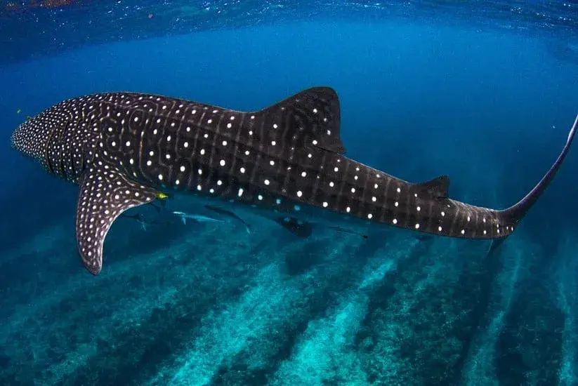 Tiburón ballena