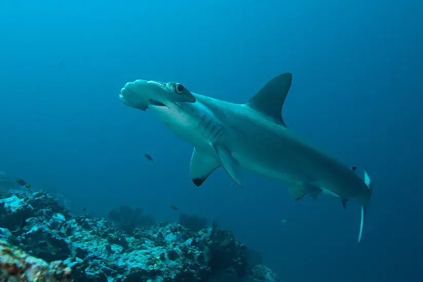 Hammerhead shark swimming over the reef in the Colombian Pacific waters
