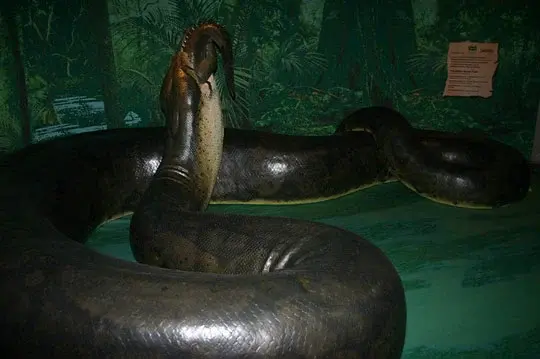 Titanoboa giant snake replica at the Cerrejón paleontology museum in Colombia.