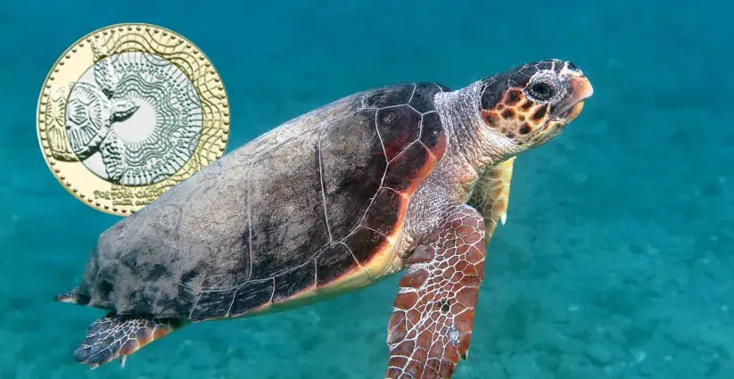 Tortuga carey nadando con moneda de fondo en el oceano