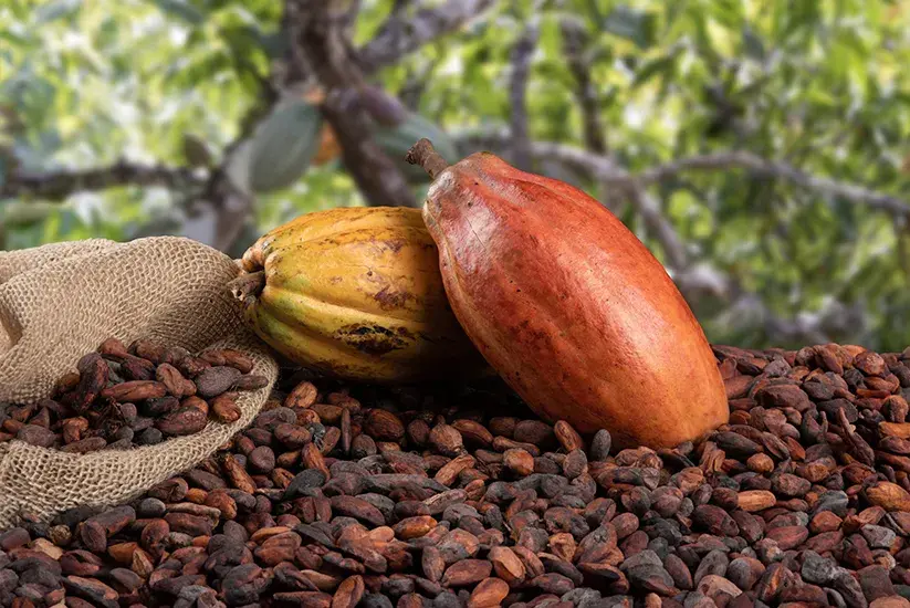 Dos vainas de cacao sobre granos secos.