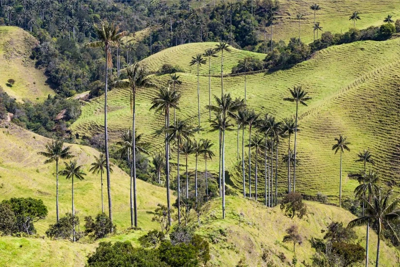 Valle del Cocora en un día despejado y verde