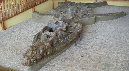Giant prehistoric fossil exhibited at the Villa de Leyva Fossil Museum.
