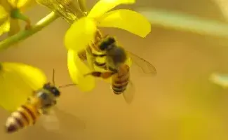 Abejas posándose en una planta